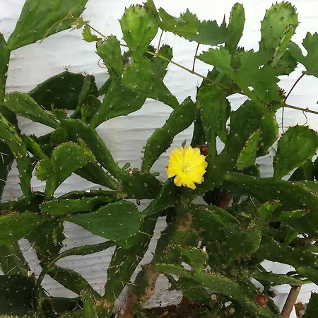 Eleni I アパート Tínos