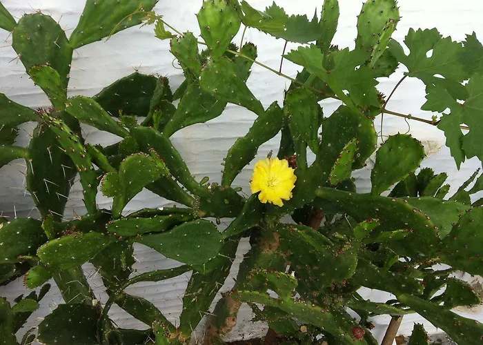 Eleni I شقة Tínos